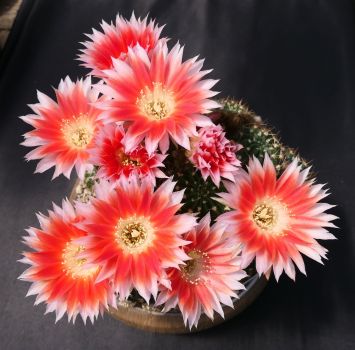 Preview: Lobivia Red Iris Hybrid